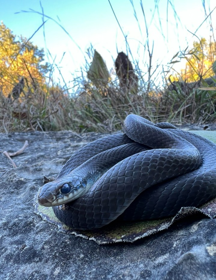 Eastern Yellowbelly Racer